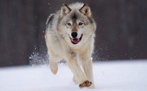 wolf01